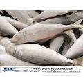 Chinese export seafood frozen horse mackerel